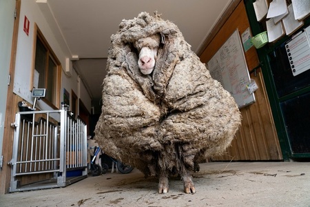 O oaie salvată din Australia a fost tunsă de 35 de kilograme de lână - FOTO