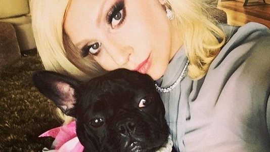 Câinii furaţi ai cântăreţei Lady Gaga au fost recuperaţi nevătămaţi şi înmânaţi Poliţiei din Los Angeles 