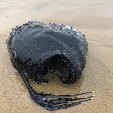 Un peşte monstru, care trăieşte în ape adânci ale oceanului, a fost găsit pe o plajă din California - FOTO