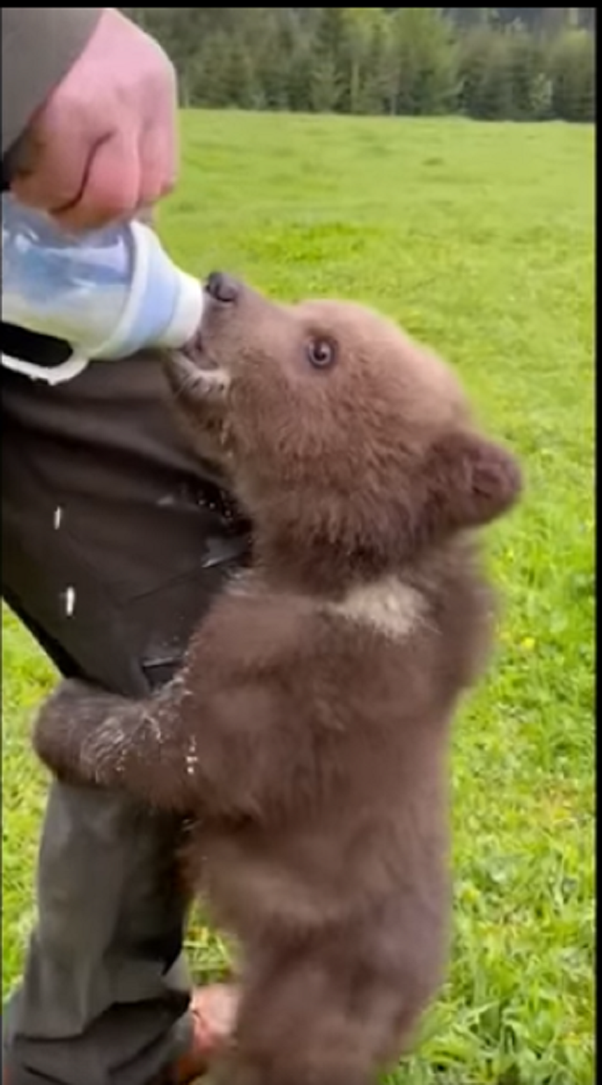 Un pui de urs de doar trei luni a fost găsit de proprietarii unei pensiuni în curtea lor - VIDEO