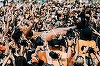 Au fost arestate 19 persoane la festivalul Lollapalooza unde au fost prezente zilnic 100.000 de persoane 