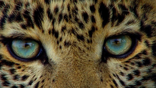 Un model a fost atacat şi mutilat de un leopard în timpul unei şedinţe foto