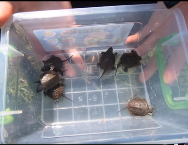 Şase pui de broască ţestoasă, salvaţi de o asociaţie de conservare a biodiversităţii - FOTO, VIDEO