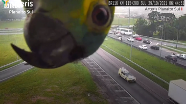 Un papagal amazonian, de-a v-aţi ascunselea cu o cameră de monitorizare a traficului