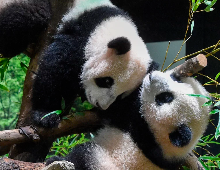 Pui gemeni de panda şi-au făcut debutul la grădina zoologică din Tokyo - VIDEO