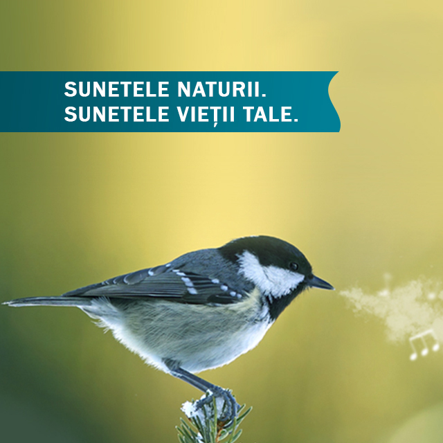 Cântecele naturii, interpretate de păsările din jurul nostru, pot fi ascultate pe albumul „Sunetele Naturii. Sunetele Vieţii Tale” - AUDIO