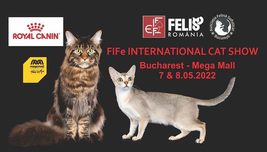 Peste 150 de pisici de diferite rase vor putea fi admirate la Salonul Felin Internaţional Bucureşti - SofistiCAT