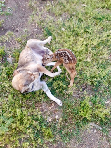 Buzău: Un pui de căprioară ajuns în grija autorităţilor a fost adoptat de o căţeluşă - VIDEO