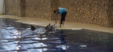 Delfinii aduşi din Ucraina şi cei din Constanţa ar urma să aibă spectacole în comun, cel mai probabil de săptămâna viitoare 