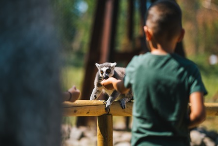 ”Poiana Lemurilor”, deschisă la Grădina zoologică din Târgu Mureş. Vizitatorii pot interacţiona cu trei familii de lemuri cu coada inelată - FOTO, VIDEO