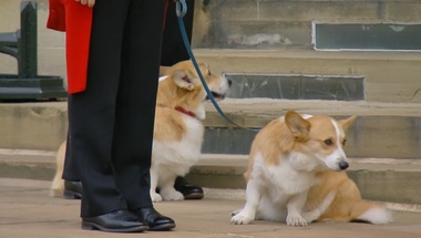 Loiali Reginei Elizabeth II, câinii corgi şi poneii suveranei au fost prezenţi la trecerea cortegiului la Windsor - VIDEO