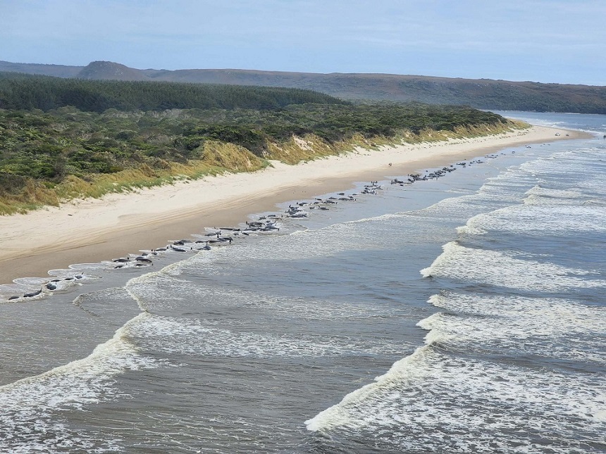 Mai mult de 200 de balene au eşuat pe o plajă din Tasmania