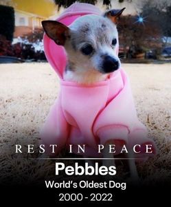 Pebbles, cel mai bătrân câine din lume, a murit la vârsta de 22 de ani 