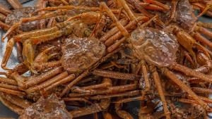 Miliarde de crabi de zăpadă au dispărut din apele din Alaska, din cauza schimbărilor climatice  / Recoltarea, anulată pentru prima dată în istorie 