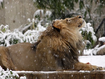 Grădina Zoologică Smithsonian deplânge moartea leului african Luke, în vârstă de 17 ani - FOTO