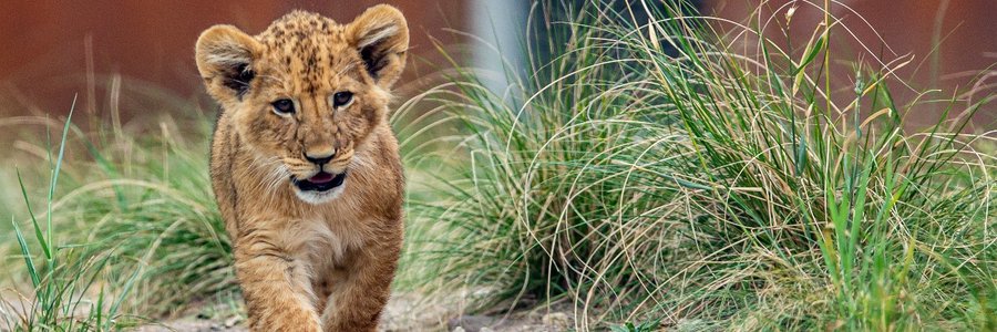 Australia: Cinci lei au evadat din adăpostul lor de la o grădină zoologică din Sydney / Un pui a fost tranchilizat pentru a fi adus înapoi 