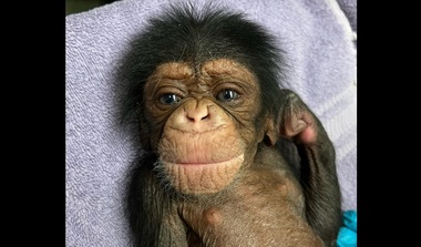 Momente înduioşătoare la o grădină zoologică din Statele Unite: cum reacţionează o femelă cimpanzeu după ce îşi întâlneşte puiul născut prin cezariană - VIDEO