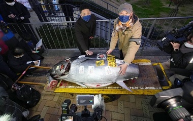 Un ton roşu de 212 kg a fost vândut pentru 257.000 de euro la o tradiţională licitaţie de Anul Nou