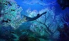 "Avatar 2: The Way of Water" devine al şaselea film din istorie care depăşeşte încasări de 2 miliarde de dolari la nivel mondial