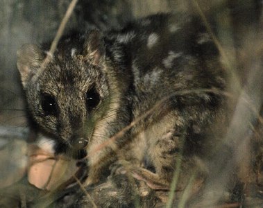 Prea mult sex şi prea puţin somn - ipoteza lansată de un studiu pentru a explica de ce un mamifer marsupial din Australia este în pericol de extincţie