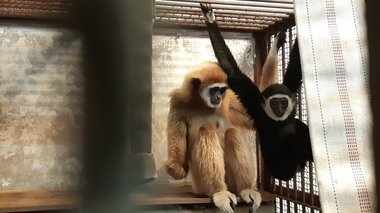 Japonia: O femelă gibon care trăia singură în cuşca sa a avut un pui. Îngrijitorii au stabilit cum a fost posibil acest lucru