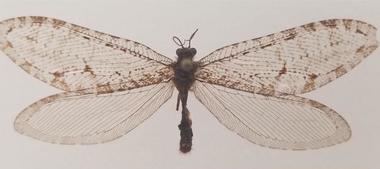 O insectă zburătoare gigantică găsită întâmplător la un supermarket din Arkansas s-a dovedit a fi o insectă "super-rară" din Jurasic