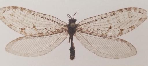 O insectă zburătoare gigantică găsită întâmplător la un supermarket din Arkansas s-a dovedit a fi o insectă "super-rară" din Jurasic