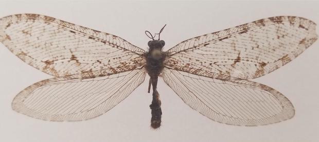 O insectă zburătoare gigantică găsită întâmplător la un supermarket din Arkansas s-a dovedit a fi o insectă "super-rară" din Jurasic