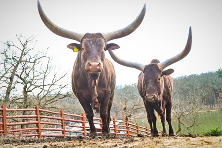 O vacă Watusi şi o bufniţă, ultimele achiziţii ale Grădinii Zoologice din Sibiu - FOTO