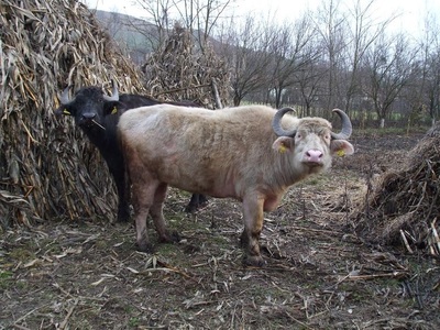 Bivoli albi din Egipt, oi şi berbeci din Spania şi nordul Italiei, aduşi în Transilvania de Brukenthal