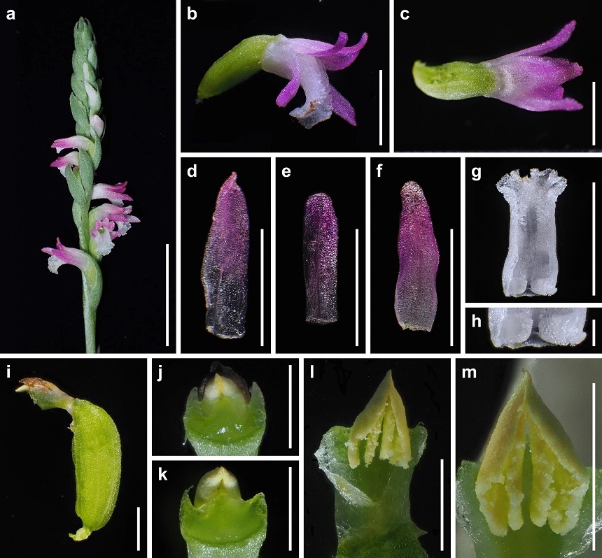 O nouă specie de orhidee ale cărei petale seamănă cu sticla a fost descoperită în Japonia