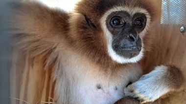 Trei capre alpine, doi reni şi o suricată din Olanda au sosit la Grădina Zoologică din Târgu Mureş - FOTO