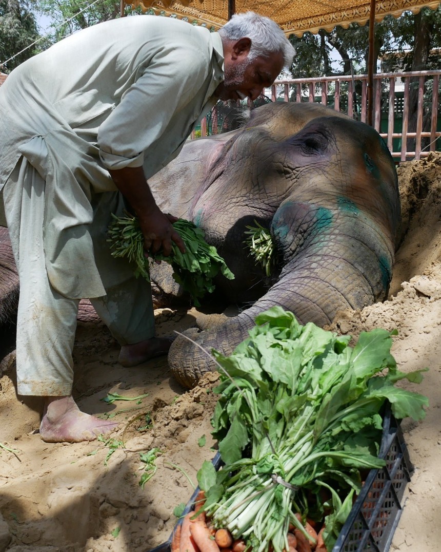 Moartea unui elefant la o grădină zoologică din Pakistan readuce în atenţie îngrijorările privind tratamentul animalelor - FOTO, VIDEO