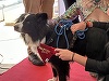 Cannes 2023 - Palm dog a fost atribuit câinelui din filmul regizat de Justine Triet 