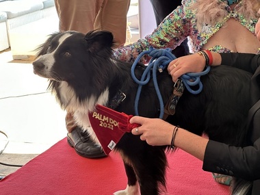 Cannes 2023 - Palm dog a fost atribuit câinelui din filmul regizat de Justine Triet 