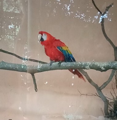 Noi animale la Grădina Zoologică din Târgu Mureş - patru capibare, patru papagali Ara şi o bufniţă - FOTO