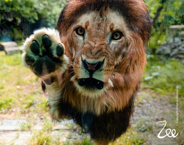 Multiple manifestări distractive în Grădina Zoologică din Bucureşti, duminică, de Ziua Internaţională a Grădinilor Zoologice şi Parcurilor şi Ziua Internaţională a Leilor

