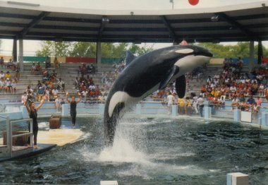 Orca Lolita a murit după 50 de ani de captivitate, chiar înainte de a fi eliberată în Pacific. Mama ei, în vârstă de 95 de ani, ar fi încă în viaţă