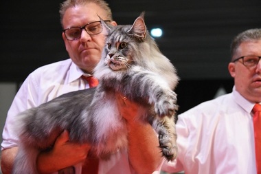Un motan adult din rasa Maine Coon, crescut în România, a câştigat titlul de World Winner 2023 la o expoziţie din Strasbourg - FOTO