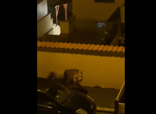 Un leu fugit de la circ s-a plimbat pe străzile oraşului italian Ladispoli - VIDEO, FOTO