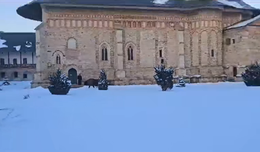 Un zimbru a intrat în incinta Mănăstirii Neamţ şi s-a plimbat nestingherit prin curte - VIDEO
