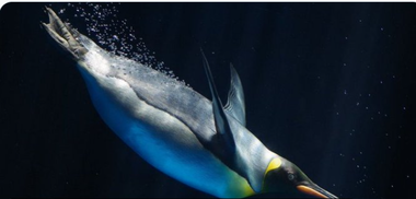 Patru noi grupuri de pinguini imperial, specie aflată într-un risc tot mai mare din cauza schimbărilor climatice, descoperite prin satelit
