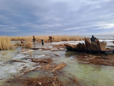 Specialiştii ARBDD pregătesc zona de cuibărit a coloniei de pelicani creţi de pe Insula Ceaplace din Delta Dunării / Pelicanii creţi urmează să revină în zona respectivă în această perioadă 

