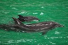 Complexul Muzeal de Ştiinţe ale Naturii Constanţa: S-a născut primul pui de delfin în captivitate / Este o premieră pentru România / Tatăl este un delfin din Ucraina / Puiul este supravegheat non-stop - FOTO / VIDEO