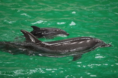 Complexul Muzeal de Ştiinţe ale Naturii Constanţa: S-a născut primul pui de delfin în captivitate / Este o premieră pentru România / Tatăl este un delfin din Ucraina / Puiul este supravegheat non-stop - FOTO / VIDEO