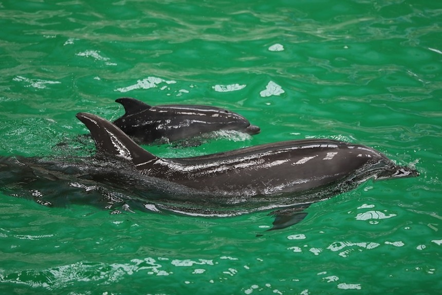 Complexul Muzeal de Ştiinţe ale Naturii Constanţa: S-a născut primul pui de delfin în captivitate / Este o premieră pentru România / Tatăl este un delfin din Ucraina / Puiul este supravegheat non-stop - FOTO / VIDEO