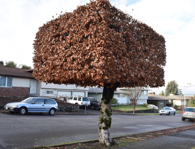 Tehnică specială de toaletare a arborilor, folosită în premieră la Sibiu / Coroana va avea o anumită formă dreptunghiulară, pentru a fi departe de reţelele de utilităţi aeriene şi faţă de fronturile caselor – FOTO