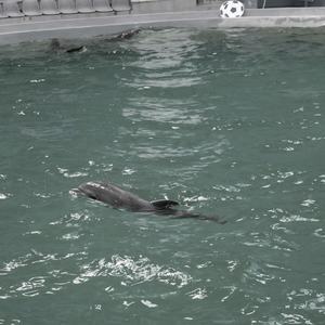 Puiul de delfin născut în captivitate la Delfinariul Constanţa a murit subit / Specialiştii anunţă afectarea plămânilor şi ficatului