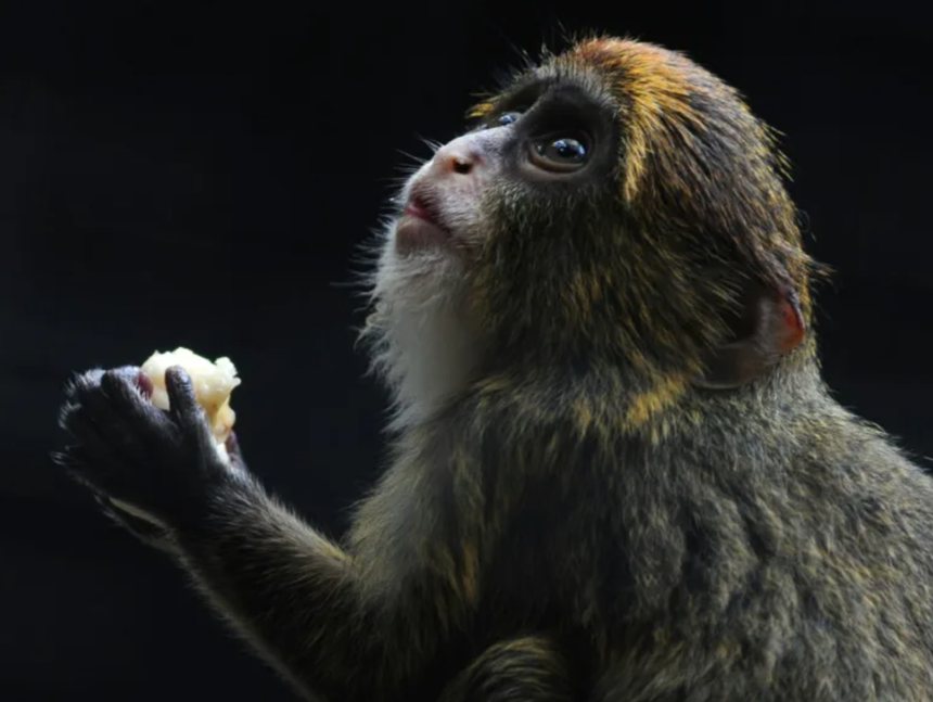 A douăsprezecea maimuţă moartă la principala grădină zoologică din Hong Kong, de vină fiind infecţia solului