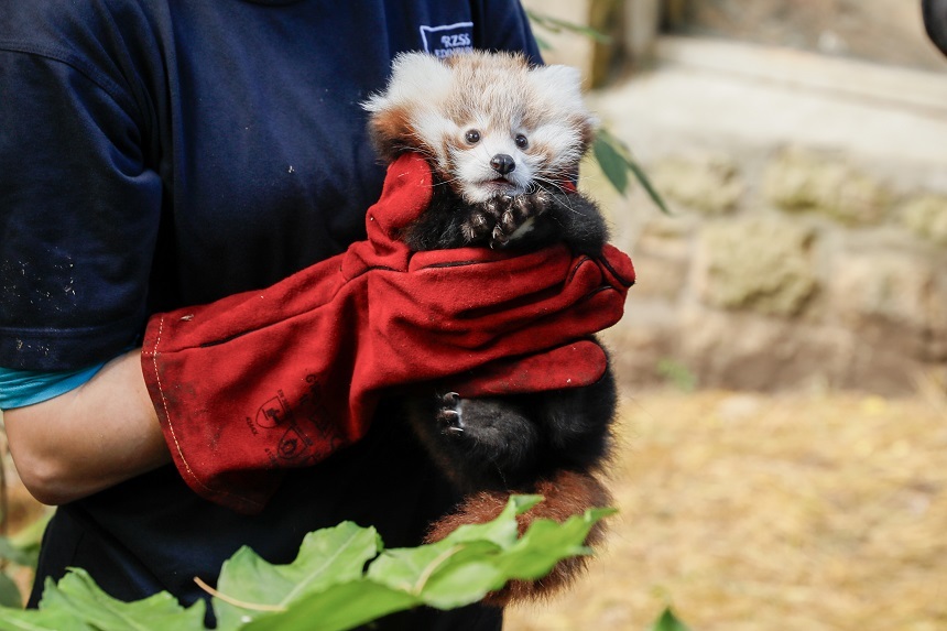 Un pui de panda roşu a murit din cauza stresului provocat de focuri de artificii